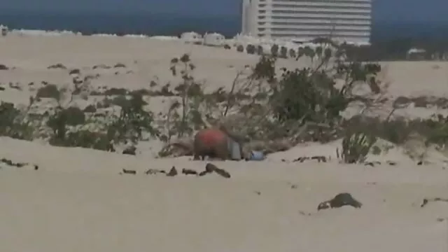 פורנו לוהט, ללא רישום.  בנות מבדרות כוסית צעירה בחור על ידי סקס.